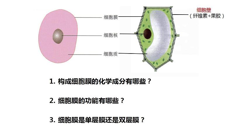 高中生物必修一 3.2细胞器之间的分工合作 课件-2021-2022学年高一上学期01