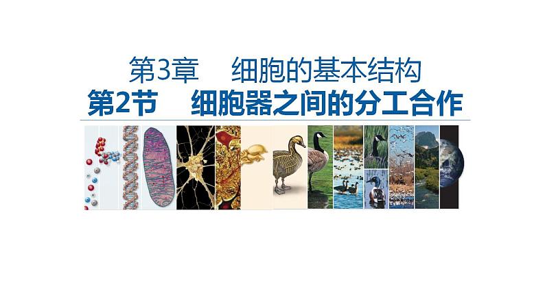 高中生物必修一 3.2细胞器之间的分工合作 课件-2021-2022学年高一上学期02