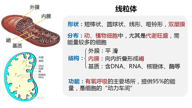 高中生物必修一 3.2细胞器之间的分工合作 课件-2021-2022学年高一上学期08