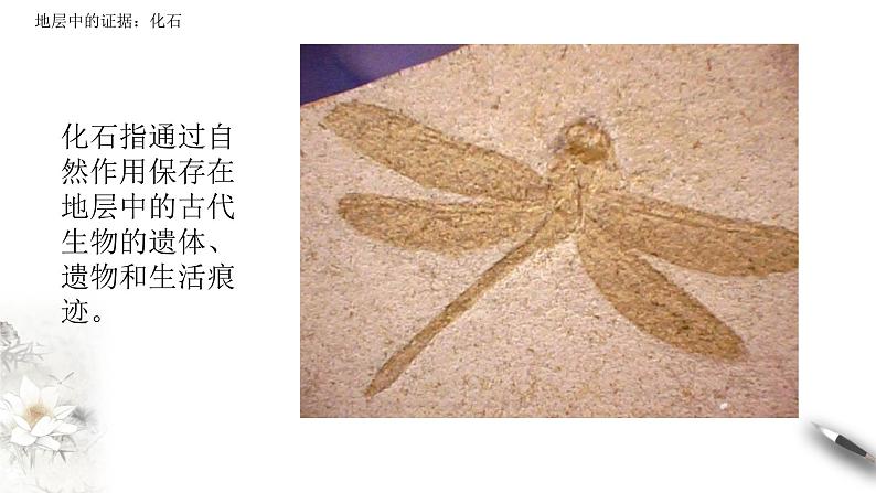 高中生物第二册 6.1 生物有共同祖先的证据 课件-遗传与进化(共14张)05