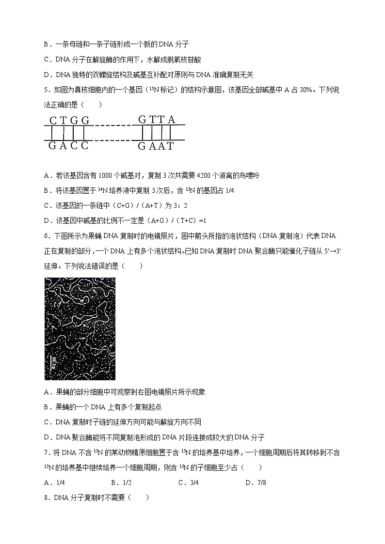 高中生物第二册 3.3DNA的复制课后作业第2页