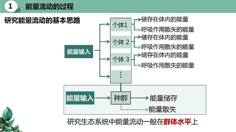 高中生物选择性必修二 3.2 生态系统的能量流动(第一课时)精品课件05