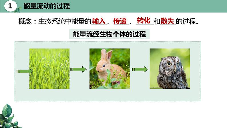 高中生物选择性必修二 3.2 生态系统的能量流动(第一课时)精品课件06