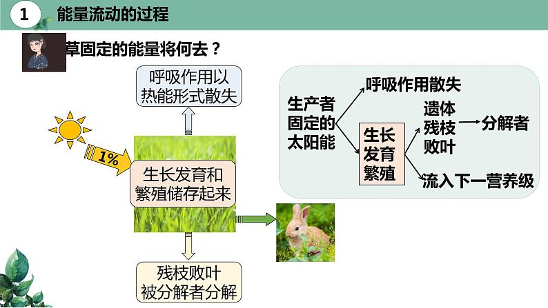 高中生物选择性必修二 3.2 生态系统的能量流动(第一课时)精品课件07