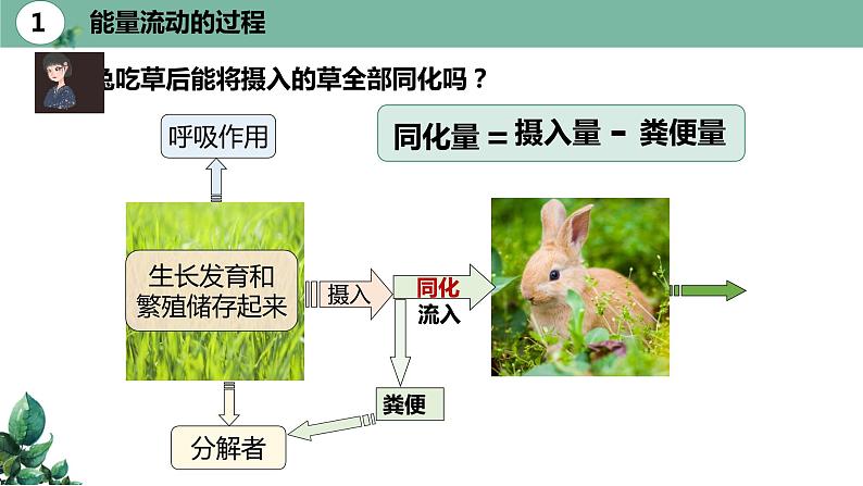 高中生物选择性必修二 3.2 生态系统的能量流动(第一课时)精品课件08