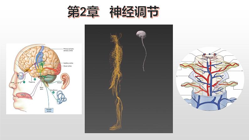 高中生物选择性必修一 2.1 神经调节的结构基础 课件第1页