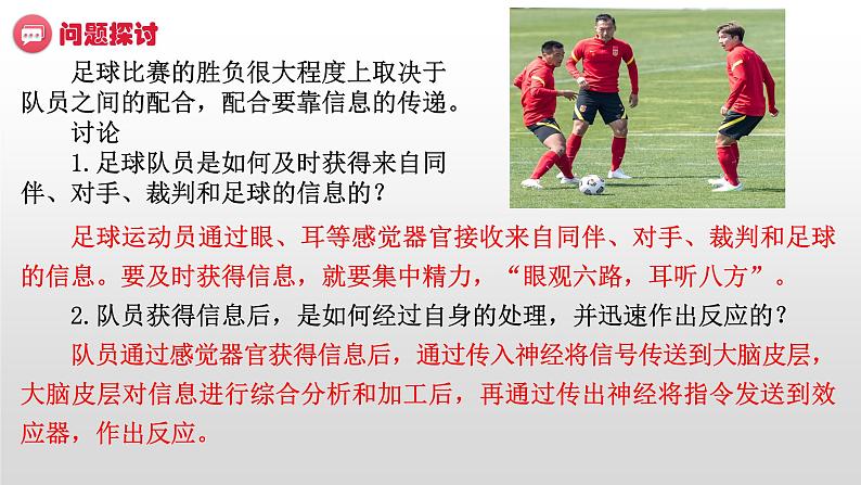 高中生物选择性必修一 2.1 神经调节的结构基础 课件第4页