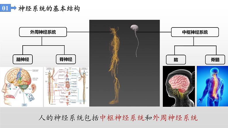 高中生物选择性必修一 2.1 神经调节的结构基础 课件第6页