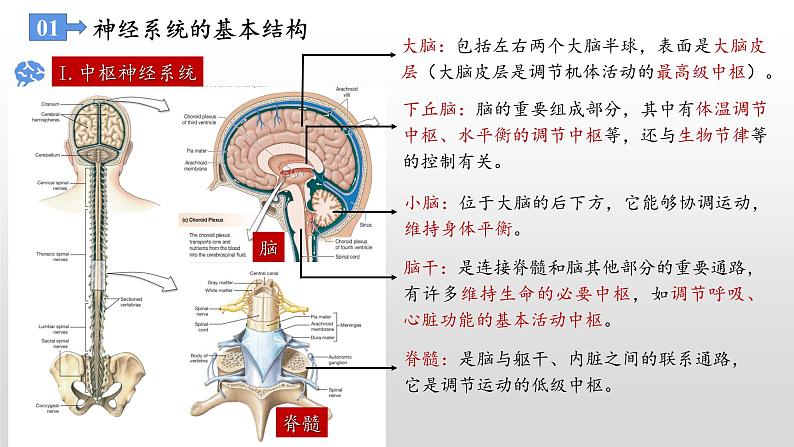 高中生物选择性必修一 2.1 神经调节的结构基础 课件第7页