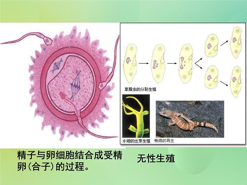 浙科版 2019 高中选修3生物 2.1 什么是克隆 课件第3页