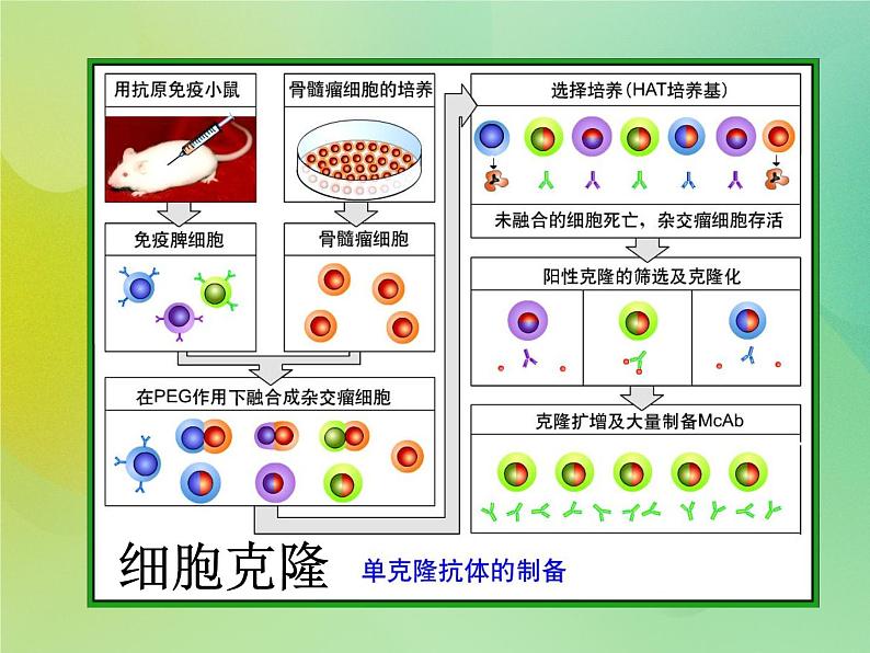 浙科版 2019 高中选修3生物 2.1 什么是克隆 课件第8页