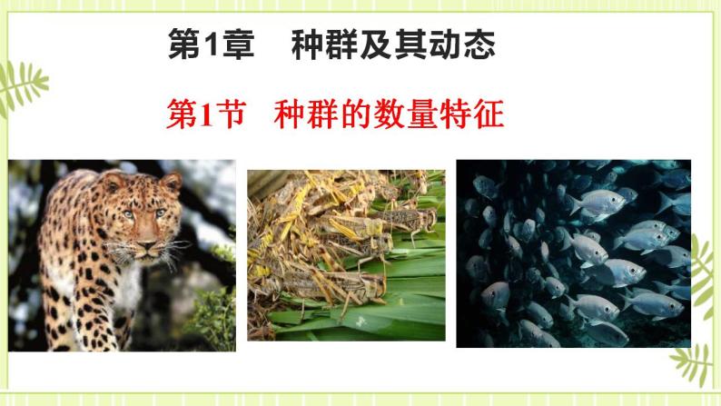 1.1种群的数量特征 课件+教案 人教版高中生物选择性必修二01