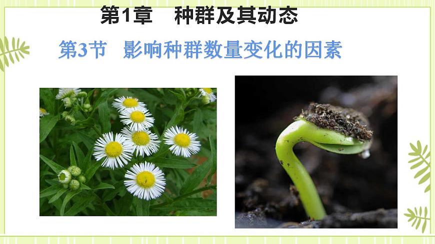 1.3影響種群數(shù)量變化的因素課件高中生物人教版（2019）選擇性必修二第1頁