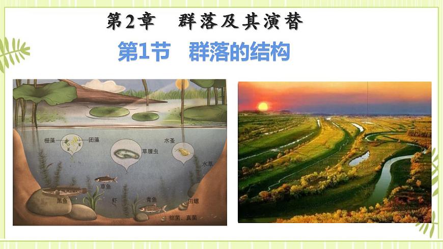 2.1群落的結構課件高中生物人教版（2019）選擇性必修二第1頁