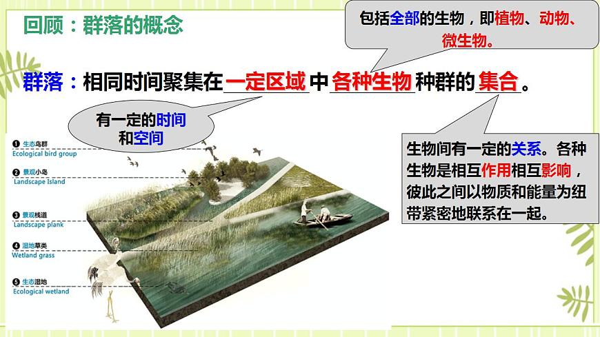 2.1群落的結構課件高中生物人教版（2019）選擇性必修二第4頁