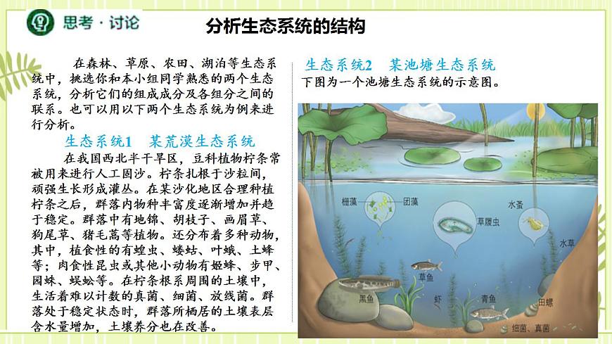 3.1生態(tài)系統(tǒng)的結(jié)構(gòu)課件高中生物人教版（2019）選擇性必修二第7頁(yè)