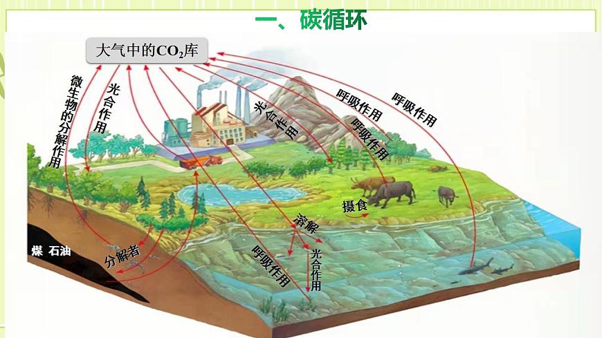 3.3生態(tài)系統(tǒng)的物質循環(huán)課件高中生物人教版（2019）選擇性必修二第5頁