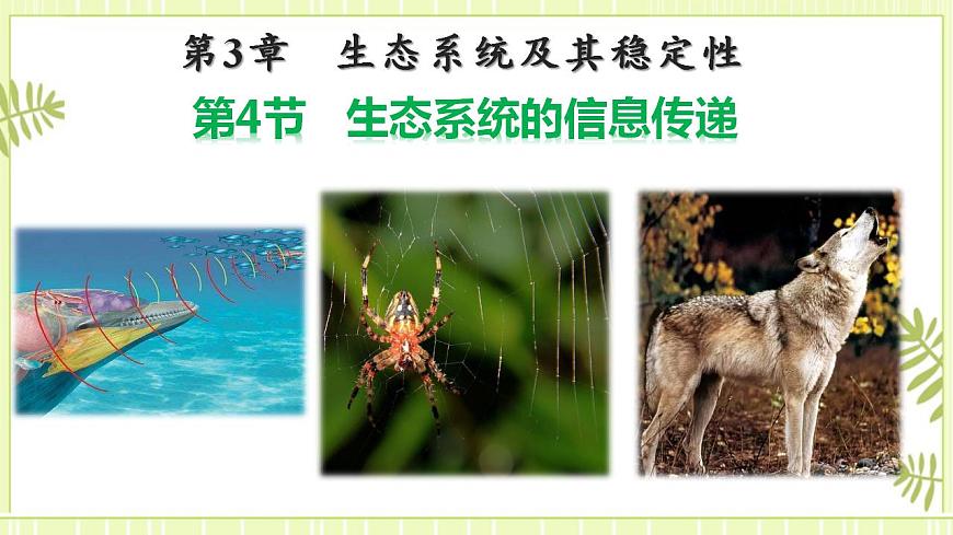 3.4 生態(tài)系統(tǒng)的信息傳遞 課件高中生物人教版（2019）選擇性必修二第1頁