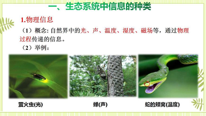 3.4 生態(tài)系統(tǒng)的信息傳遞 課件高中生物人教版（2019）選擇性必修二第5頁