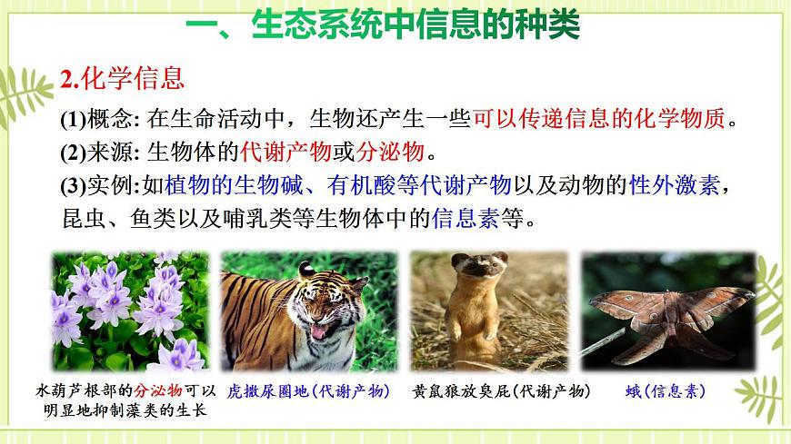 3.4 生態(tài)系統(tǒng)的信息傳遞 課件高中生物人教版（2019）選擇性必修二第8頁
