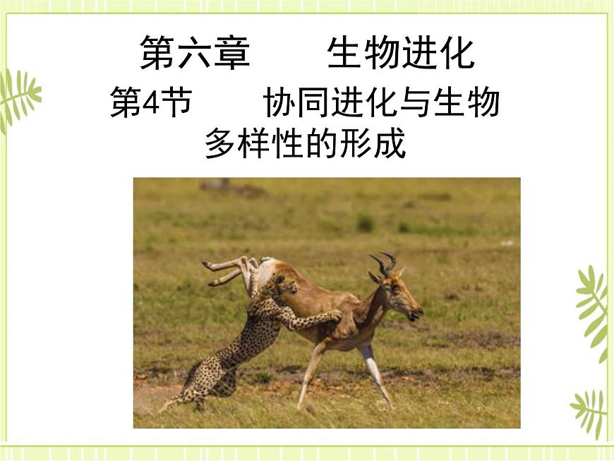 6.4  協(xié)同進(jìn)化與生物多樣性的形成 課件人教版（2019）高一生物必修二第1頁(yè)