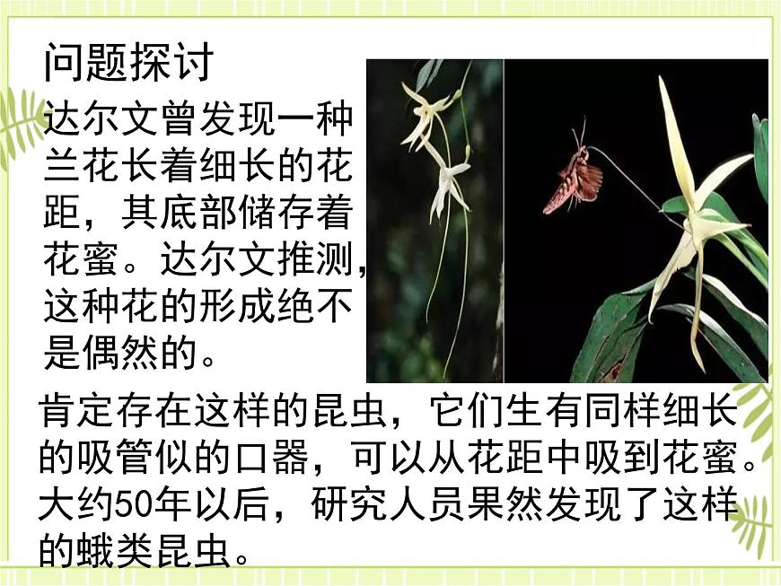 6.4  協(xié)同進(jìn)化與生物多樣性的形成 課件人教版（2019）高一生物必修二第2頁(yè)