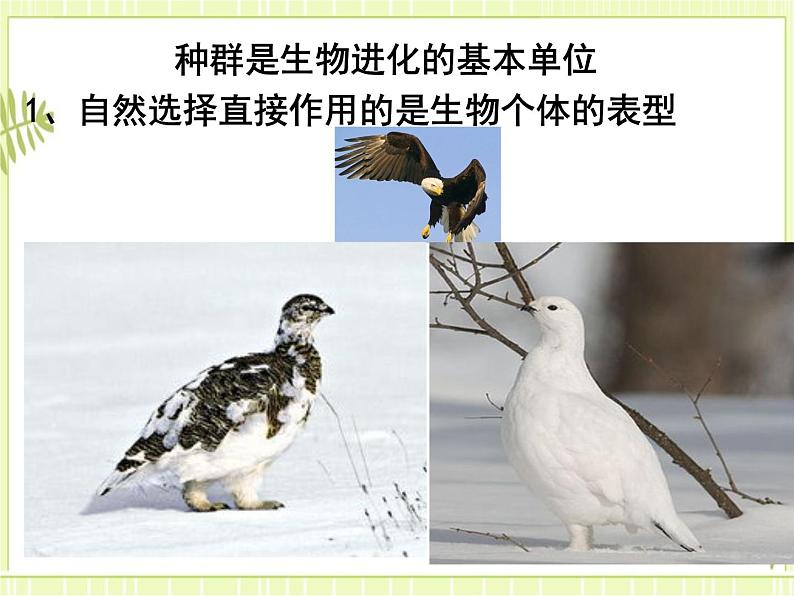6.3 种群基因组成的变化与物种的形成 课件+教案04