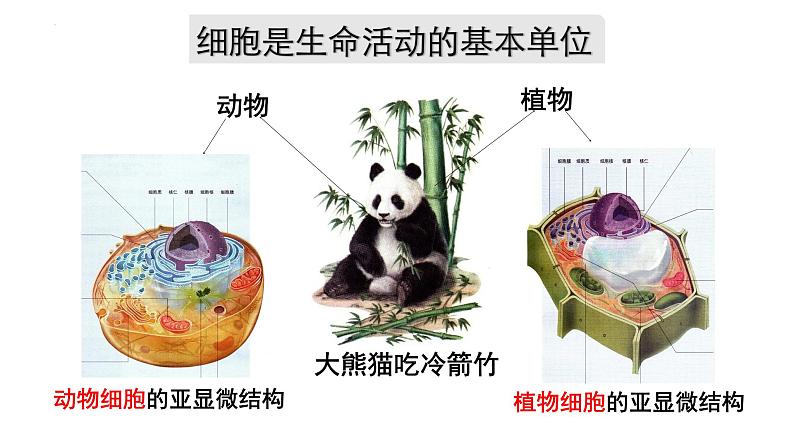 1.1细胞是生命活动的基本单位课件-2021-2022学年高一上学期生物人教版(2019)必修1第2页