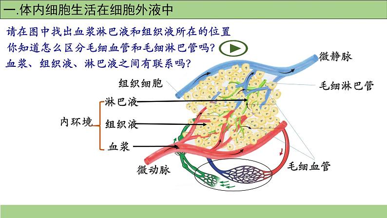 1.1细胞生活的环境-课件-2021-2022学年高二上学期生物人教版(2019)选择性必修1第5页