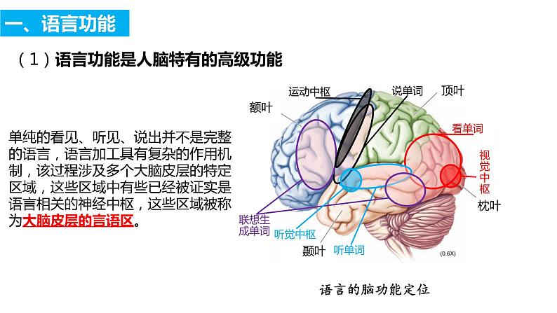2022-2023学年高二上学期生物人教版选择性必修一2.5人脑的高级功能课件第8页