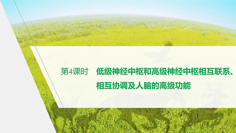 第一章 第一节 第4课时 低级神经中枢和高级神经中枢相互联系、相互协调及人脑的高级功能第1页