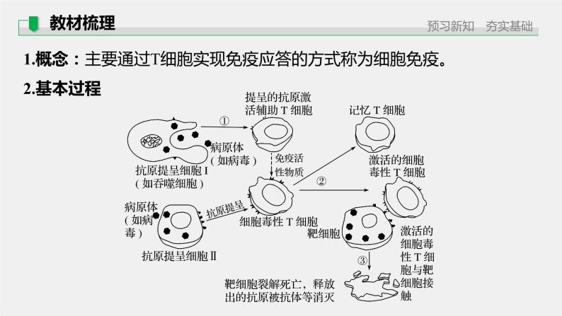 高中生物苏教版（2019）选择性必修一第三章  第一节 第2课时 细胞免疫、免疫制剂及神经调节、体液调节和免疫调节的关系（学案+课件）05