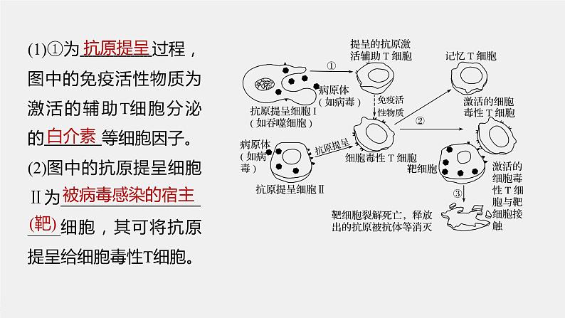 高中生物苏教版(2019)选择性必修一第三章 第一节 第2课时 细胞免疫、免疫制剂及神经调节、体液调节和免疫调节的关系(学案+课件)06
