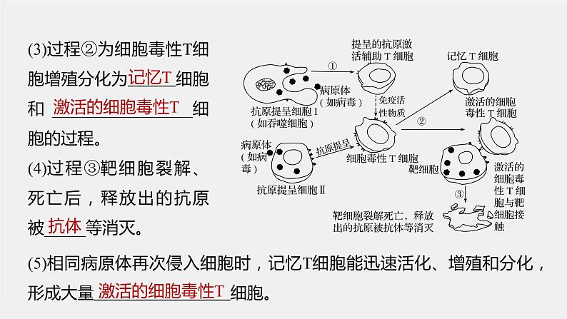 高中生物苏教版(2019)选择性必修一第三章 第一节 第2课时 细胞免疫、免疫制剂及神经调节、体液调节和免疫调节的关系(学案+课件)07