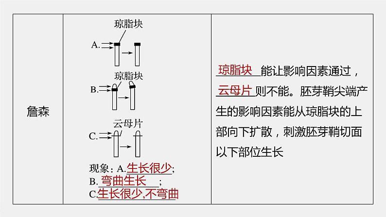 高中生物苏教版(2019)选择性必修一第四章 第一节 第1课时 生长素的发现和生长素的合成、分布与运输(学案+课件81张ppt)07
