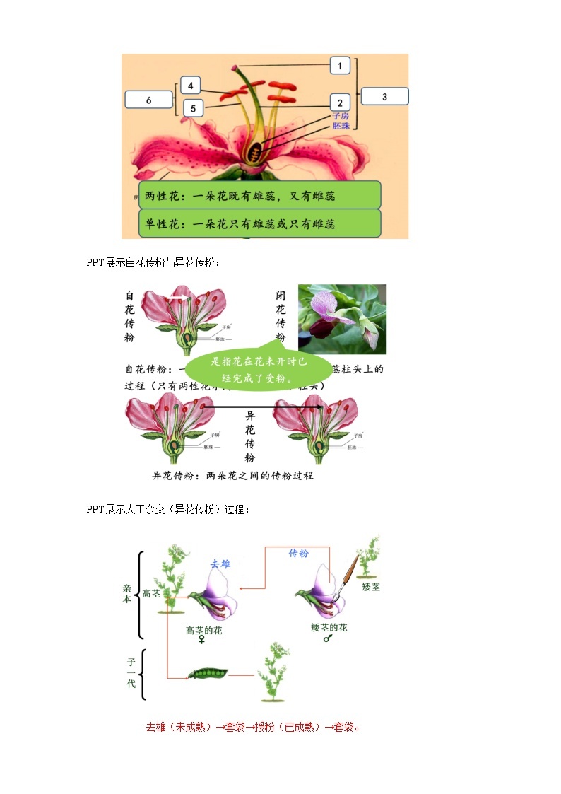 【新教材精创】1.1.1 孟德尔的豌豆杂交实验（一） 教学设计（2）-人教版高中生物必修2遗传与进化03