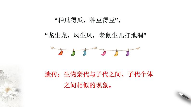 【新教材精创】1.1.1 孟德尔的豌豆杂交实验(一) 课件(2)-人教版高中生物必修2遗传与进化(共26张PPT)第2页