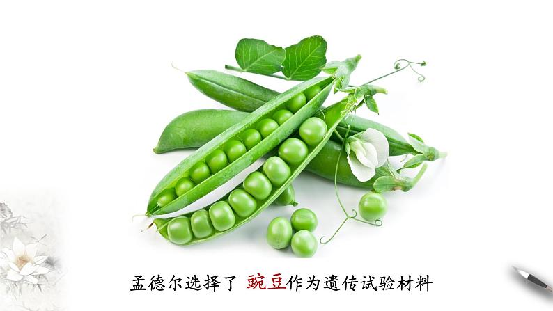【新教材精创】1.1.1 孟德尔的豌豆杂交实验(一) 课件(2)-人教版高中生物必修2遗传与进化(共26张PPT)第6页
