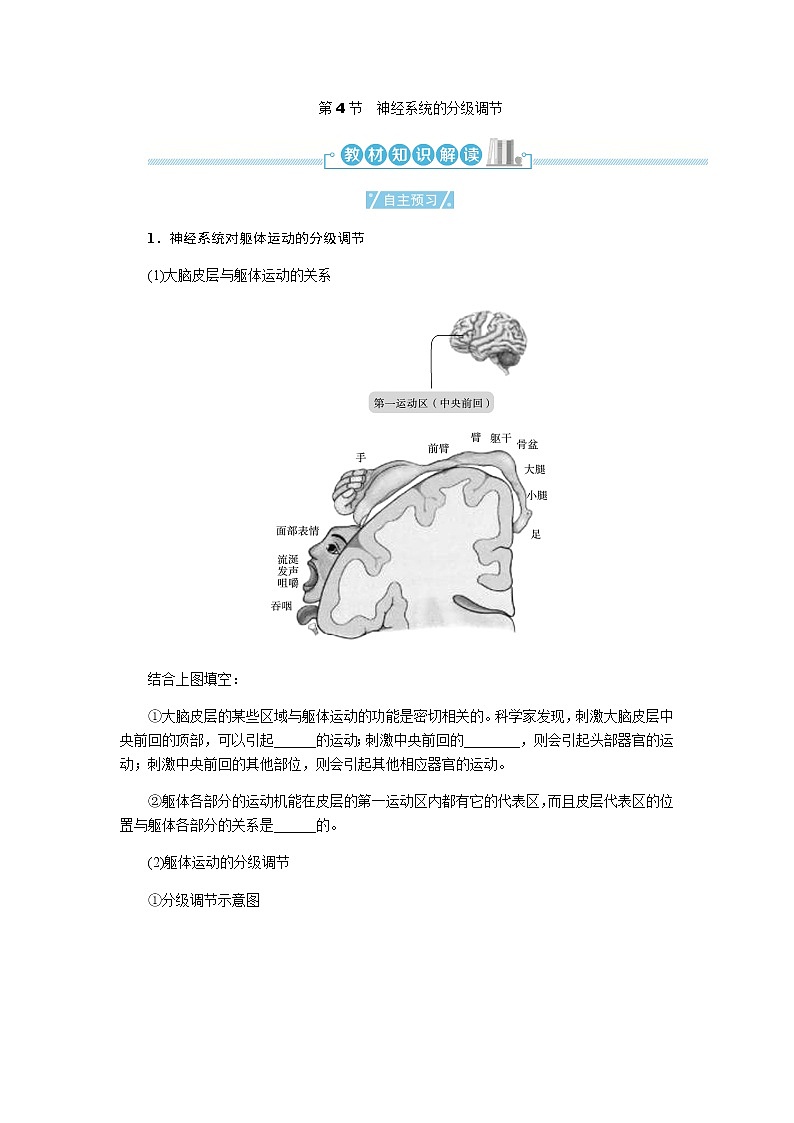 人教版高中生物选择性必修1第2章第4节神经系统的分级调节学案01