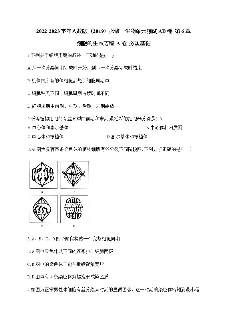 2022-2023学年人教版（2019）必修一生物单元测试AB卷 第6章 细胞的生命历程 A卷 夯实基础部分有解析01