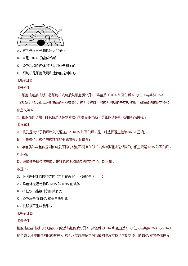 3.3 细胞核的结构和功能-2022-2023学年高一生物课后培优练(人教版2019必修1)(解析版)第2页
