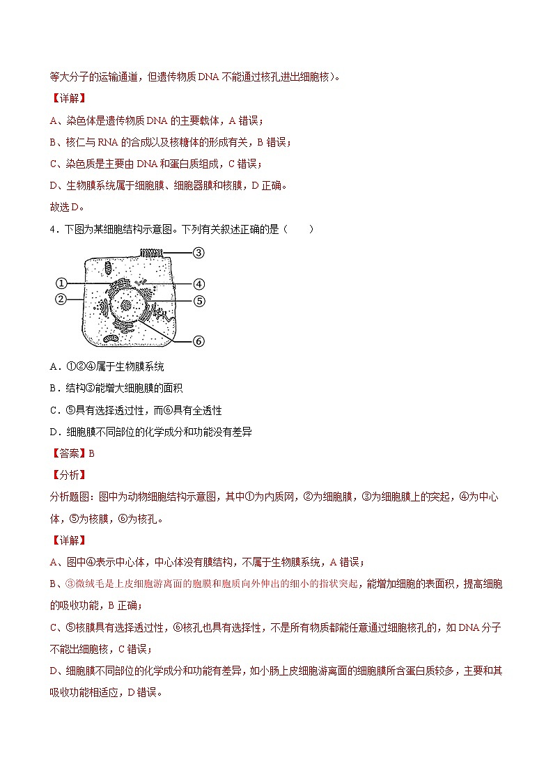 3.3 细胞核的结构和功能-2022-2023学年高一生物课后培优练(人教版2019必修1)(解析版)第3页
