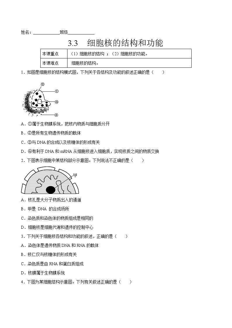 3.3 细胞核的结构和功能-2022-2023学年高一生物课后培优练(人教版2019必修1)(原卷版)第1页