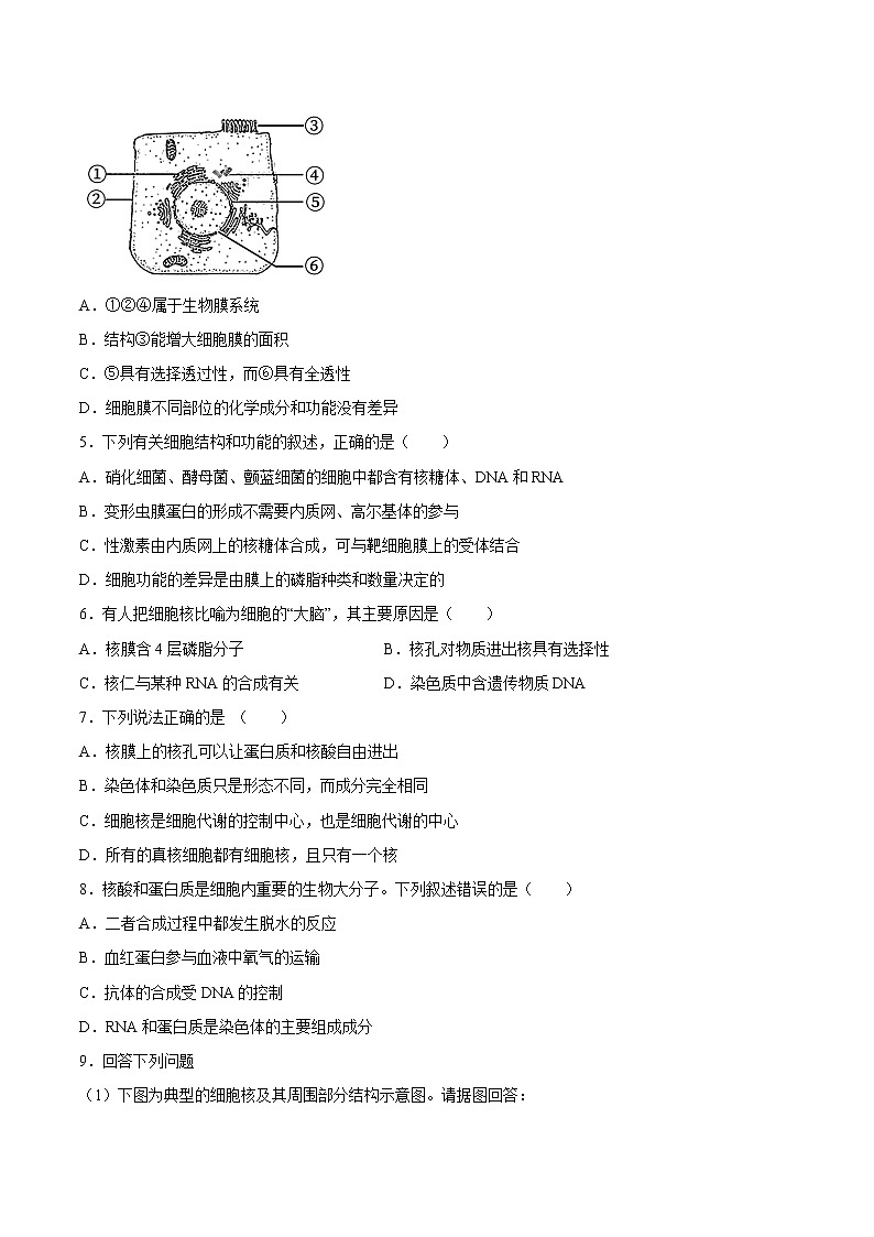 3.3 细胞核的结构和功能-2022-2023学年高一生物课后培优练(人教版2019必修1)(原卷版)第2页