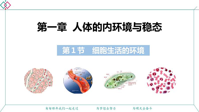 1.1 细胞生活的环境 课件 2022——2023学年高二上学期生物人教版选择性必修1第1页