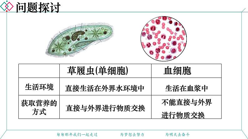 1.1 细胞生活的环境 课件 2022——2023学年高二上学期生物人教版选择性必修1第3页