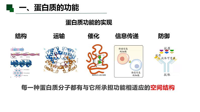 2.4 蛋白质是生命活动的主要承担者(第一课时)-2022-2023学年高一生物同步备课优质课件(人教版2019必修1)第7页