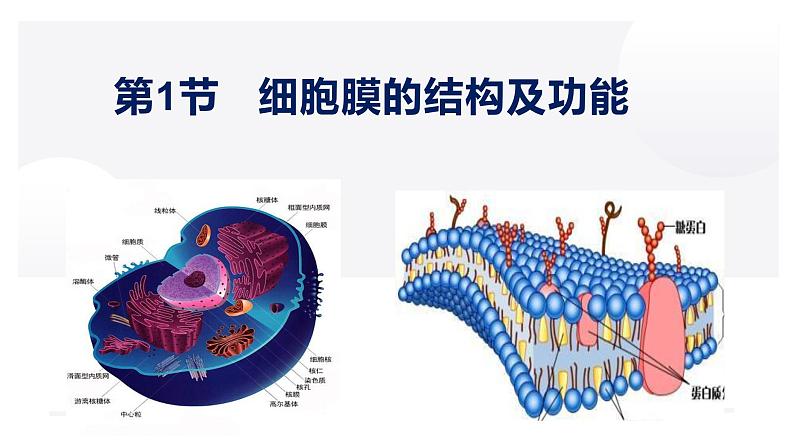 3.1 细胞膜的结构和功能-2022-2023学年高一生物同步备课优质课件(人教版2019必修1)01