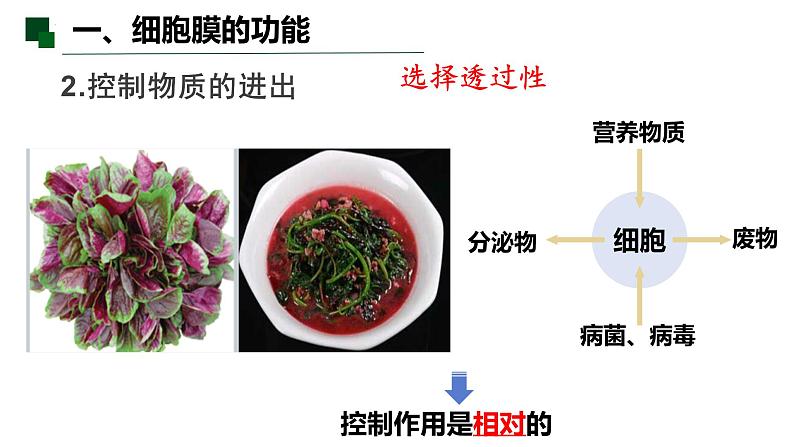 3.1 细胞膜的结构和功能-2022-2023学年高一生物同步备课优质课件(人教版2019必修1)06
