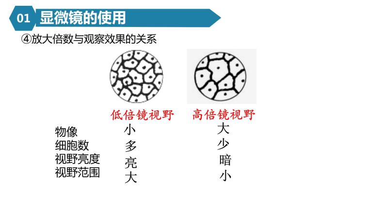 人教版高一生物必修一课件1.2细胞的多样性和统一性08